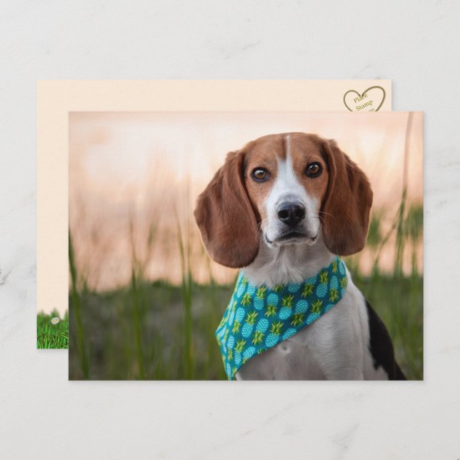 Cartão postal Foxhound (Frente/Verso)