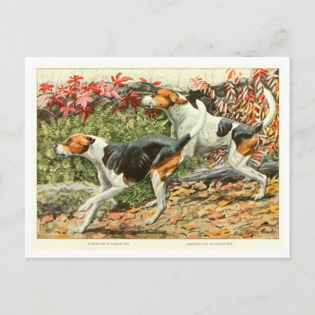 Cartão Postal Foxhound Dogs Postcard (Frente)