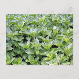Cartão Postal Fragrant Orano