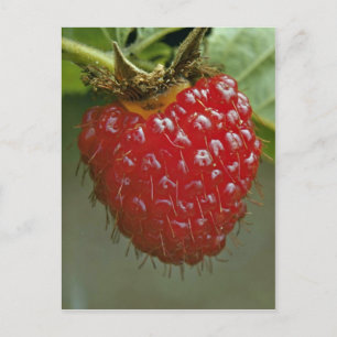 Cartão Postal Framboesa havaiana (Rubus hawaiiensis)