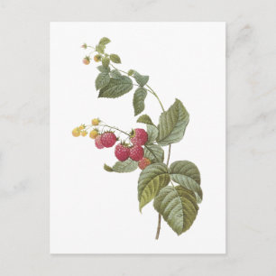 Cartão Postal framboesa (sp do Rubus.) por Redouté