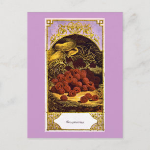 Cartão Postal Framboesas - Vintage Ad 1874