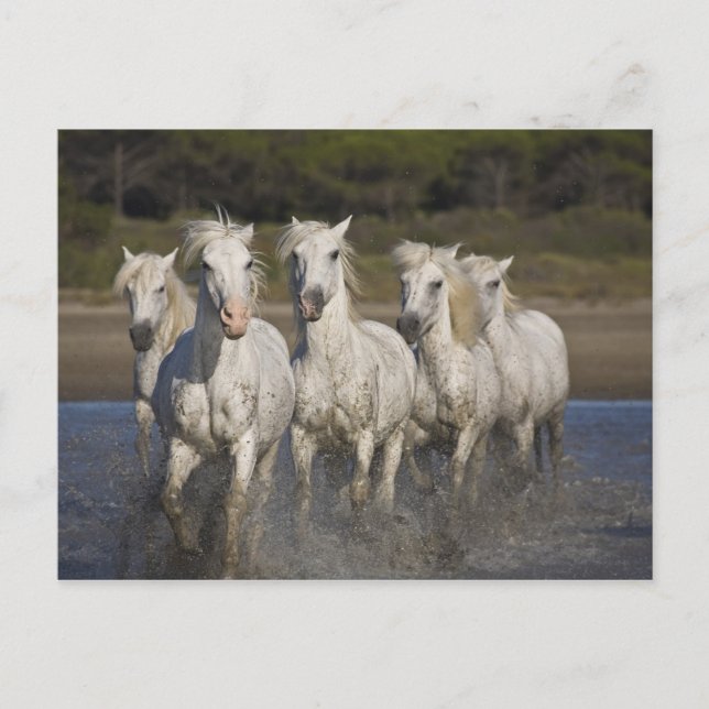 Cartão Postal França, Camargue. Cavalos atravessam os 2 (Frente)