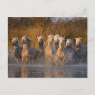Cartão Postal França, Provença. Cavalos brancos Camargue