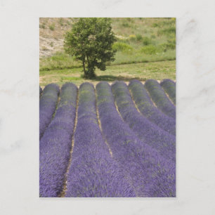Cartão Postal França, Provença. Linhas de lavanda floridas.