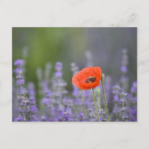 Cartão Postal França, Provença. Papoula solitária em campo de