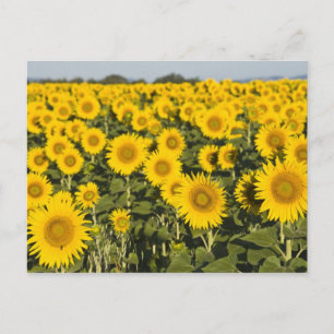 Cartão Postal França, Provença, Valensole. Campo de