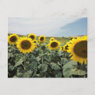 Cartão Postal França Provença, Vista de campo de girassóis