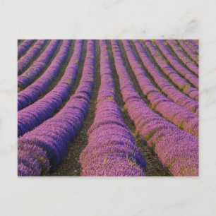 Cartão Postal França, Região da Provença. Fileiras ordeiras de