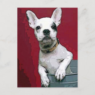 Cartão Postal Francês-Bulldog