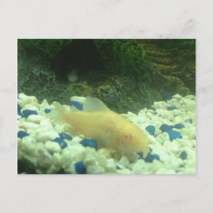 Cartão Postal Francis, o peixe-gato albino