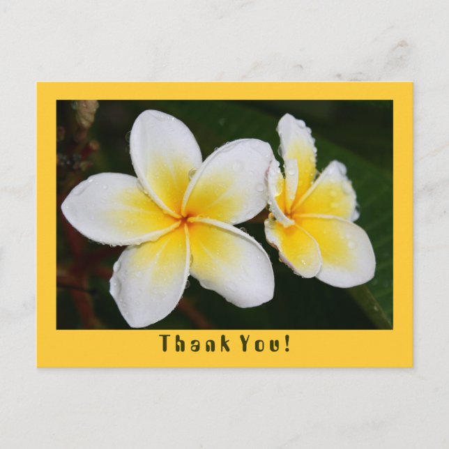 Cartão Postal Frangipani (Frente)
