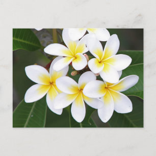 Cartão Postal Frangipani