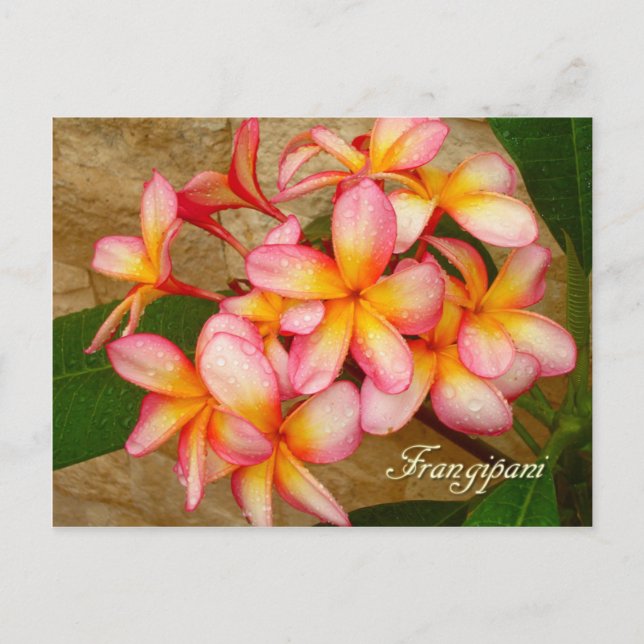 Cartão Postal Frangipani (Frente)