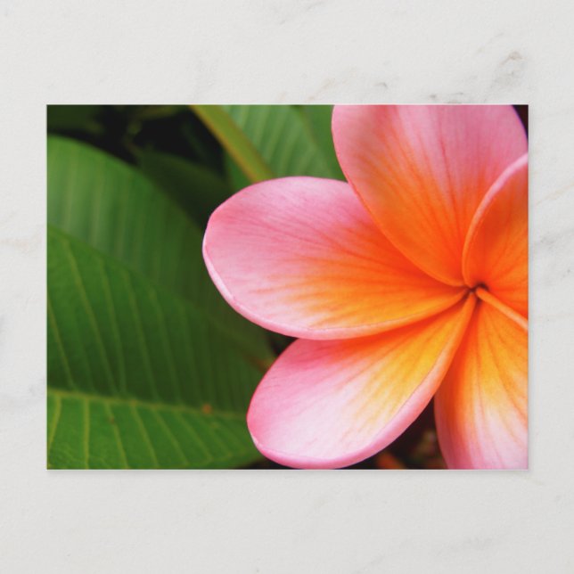 Cartão Postal Frangipani I (Frente)
