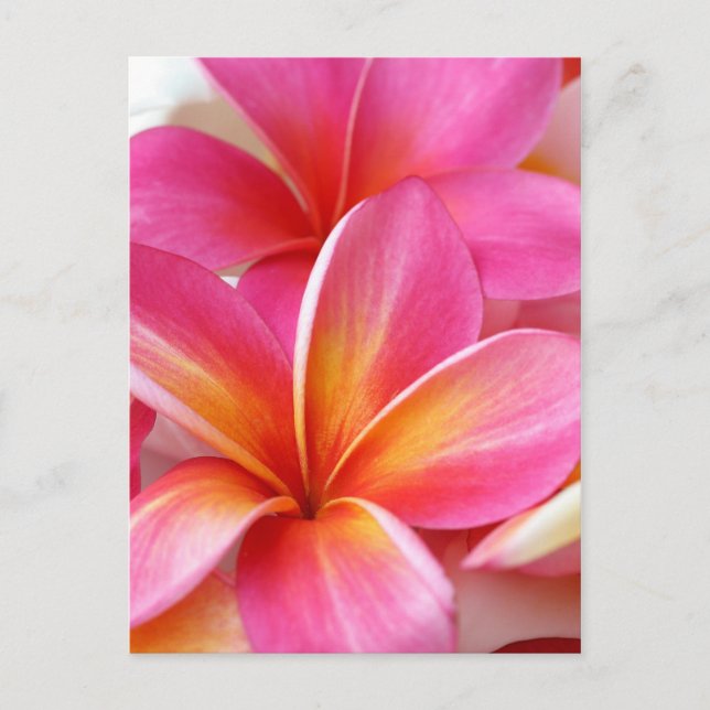 Cartão Postal Frangipani Rosa Plumeria Flor do Havaí Havaiano (Frente)