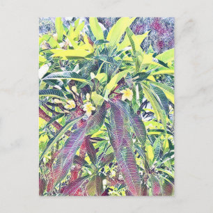 Cartão Postal Frangipani Tree Cairns na Austrália tropical