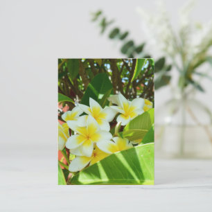 Cartão Postal Frangipanis Amarelos Crescendo Em Uma Árvore,