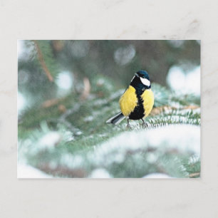 Cartão Postal Frango Azul Na Árvore Verde De Spruce