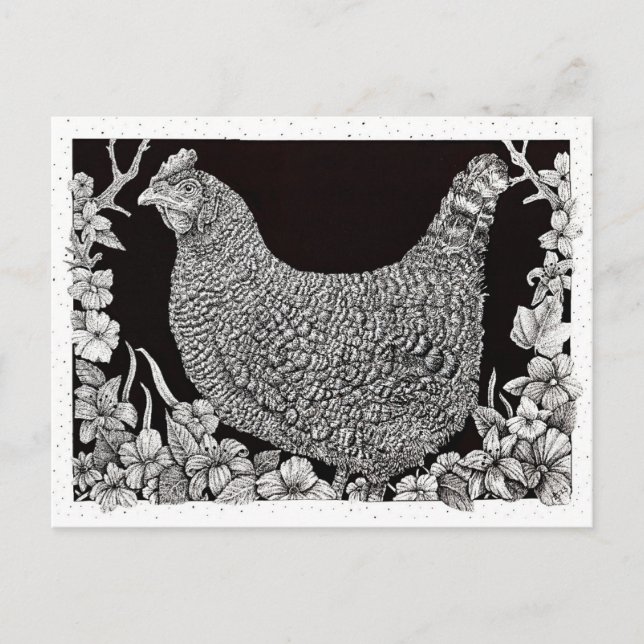 Cartão Postal Frango Barred Rock (Frente)