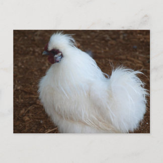 Cartão Postal Frango Branco Silkie