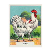 Frango Bresse Vintage