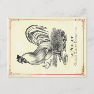 Cartão Postal Frango Chicken