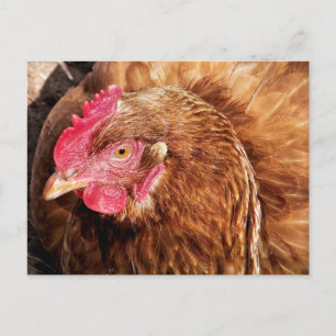 CARTÃO POSTAL FRANGO CUTO