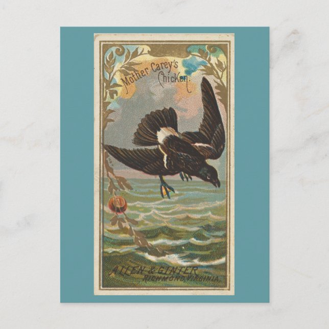 Cartão Postal Frango da Mãe Carey (Frente)