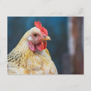 Cartão Postal Frango de perto