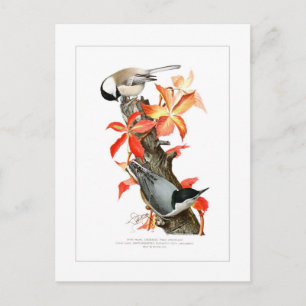 Cartão Postal Frango e Nuthatch