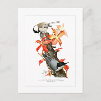 Cartão Postal Frango e Nuthatch