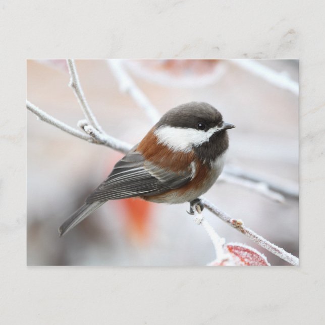 Cartão Postal Frango no inverno (Frente)