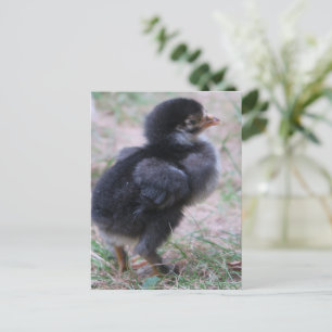 Cartão Postal frango, pintinhos, galinhas, pintinhos, animais, a