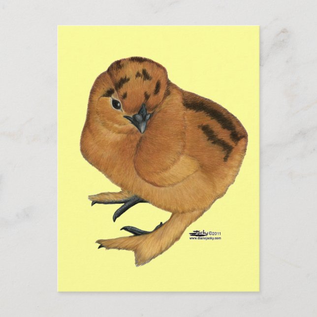 Cartão Postal Frango Vermelho Silkie (Frente)