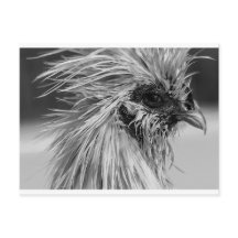 Frango Wet Silkie Zangado