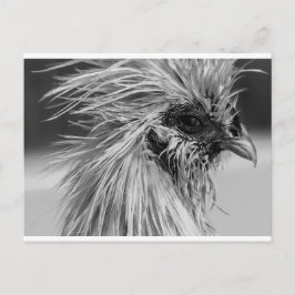 Cartão Postal Frango Wet Silkie Zangado