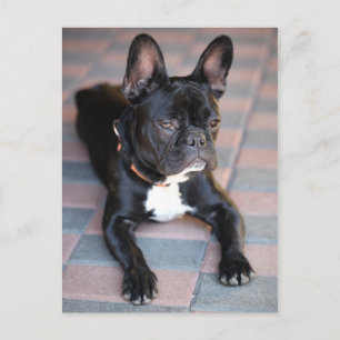 Cartão Postal Französisch Bulldog