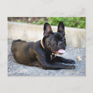 Cartão Postal Französisch Bulldog