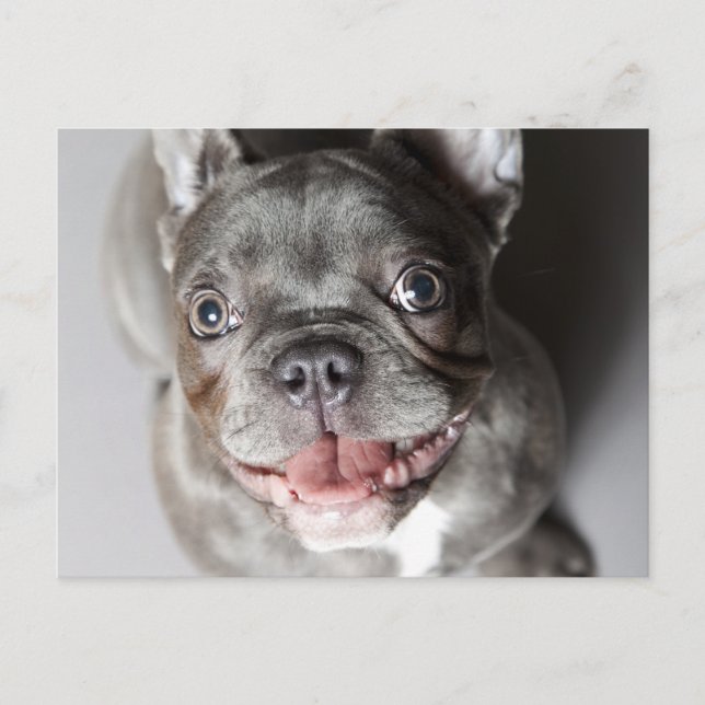 Cartão Postal Französische Bulldogge (Frente)