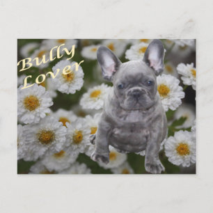 Cartão Postal Französische Bulldogge Postkarte