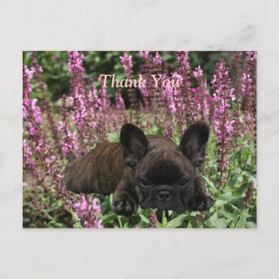 Cartão Postal Französische Bulldoggen Postkarte Obrigado