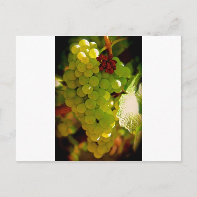 Cartão Postal Freckles (Frente)