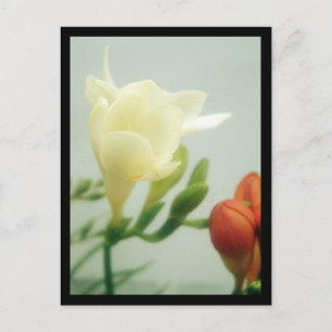 Cartão Postal Freesias