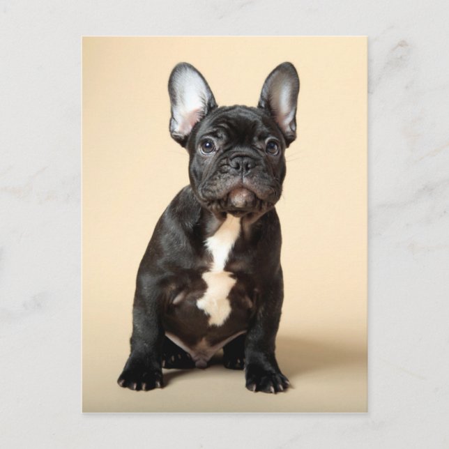 Cartão Postal Frenchie Puppy (Frente)