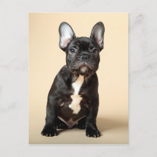 Cartão Postal Frenchie Puppy