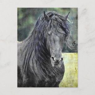 Cartão Postal Frésio Stallion