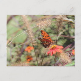 Cartão Postal Frigorífico do Golfo na Zinnia