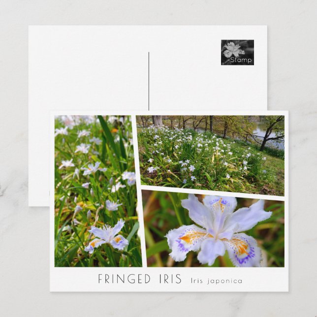 Cartão Postal Fringed Iris (Frente/Verso)
