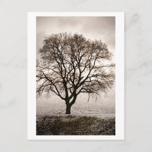 Cartão Postal frio e adorável